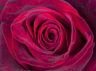 Abwaschbare Fototapete Macro Rose