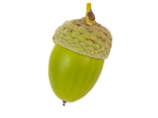 Green Acorn on isolated