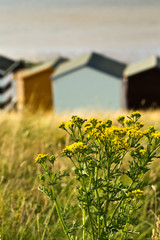 Beach Huts