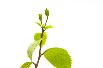 Hibiscus on white background