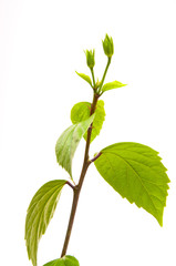 Hibiscus on white background