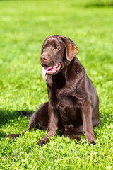 young chocolate labrador retriever sitting on green grass