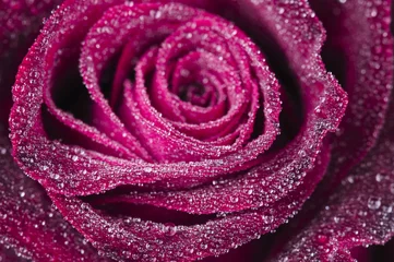 Photo sur Aluminium Macro Rose