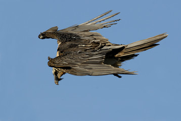 Alas del quebrantahuesos