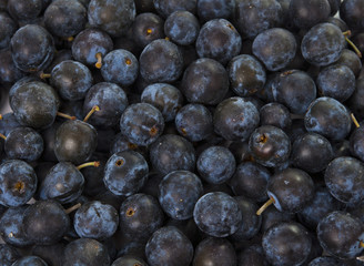 wild Hedgerow Sloes