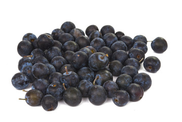 Wild Hedgerow Sloes isolated