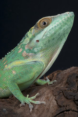 Smallwood's anole / Anolis smallwoodi