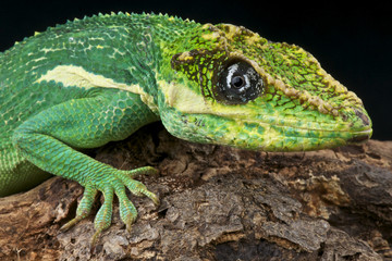 Cuban Knight Anole / Anolis equestris