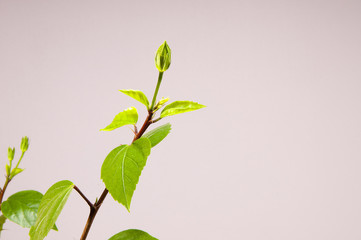 Hibiscus with a few buds