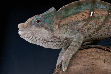 Globe-horned chameleon / Calumma globifer