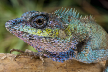 Fototapeta premium Forest lizard / Calotes mystaceus
