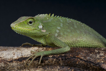 Green dragon / Calotes jubatus
