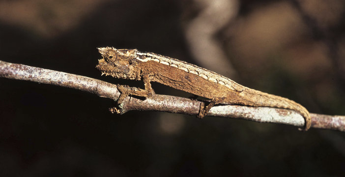 Dwarf chameleon / Brookesia thieli