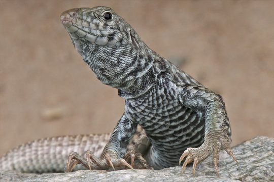 Tiger whiptail / Aspidoscelis tigris