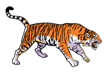 attacking tiger