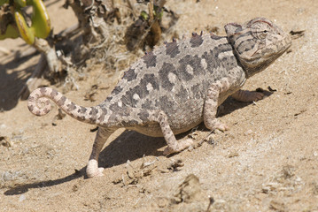 Namaqua chameleon / Chamaeleo namaquensis © mgkuijpers