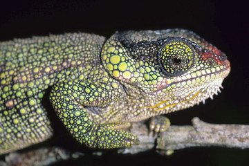 Chameleon / Calumma hilleniusi