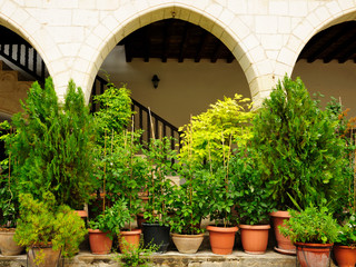 Fototapeta na wymiar Plants and flowers in pots outdoors near of house