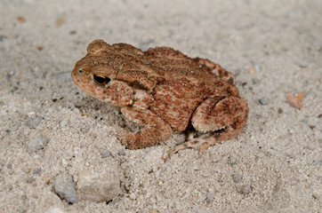 young common toad side view