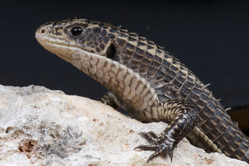 Plated lizard / Gerrhosaurs major