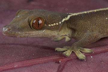 Lined gecko / Gekko vittatus
