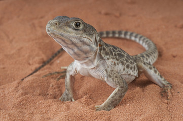 Naklejka premium Leopard lizard / Gambelia wislizenii