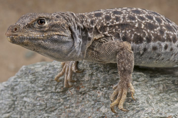 Leopard lizard / Gambelia wislizenii