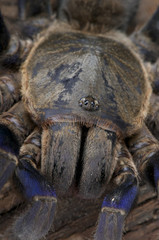 Cobalt blue tarantula / Haplopelma lividum © mgkuijpers