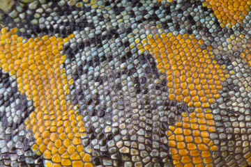 Naklejka premium reptile skin