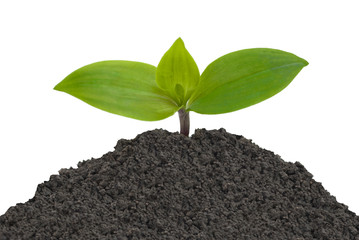 Naklejka premium young sprout