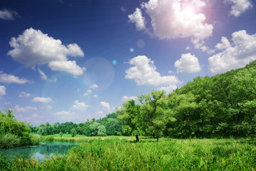 Forest in a sunny day