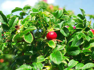 rose hip