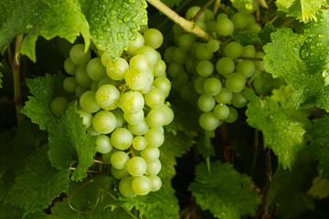 grapevine