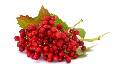 Berries of red viburnum isolated on white