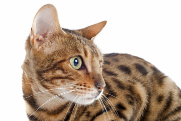 bengal cat