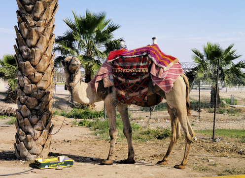 Camel, Israel
