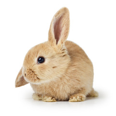 Obraz premium Cute easter rabbit