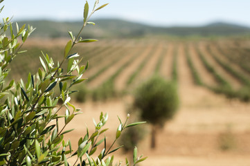 Young olive trees