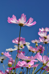 Fototapeta premium コスモス