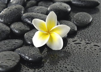 Obraz na płótnie Canvas single frangipani flower on black peddles in water drops