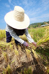 Farmer havesting rice