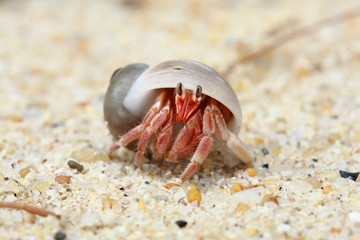 Hermit crab, pagurian