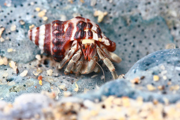 Hermit crab, pagurian