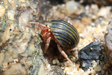 Hermit crab, pagurian
