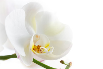Naklejka na ściany i meble White Orchid on white background