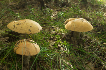 - mushroom still life .