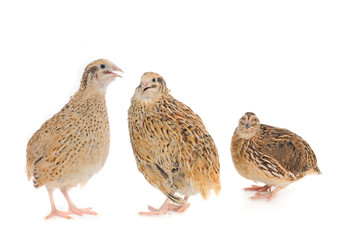 quail