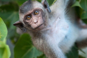 Curious Macaque Monkey