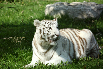 tigre blanc 