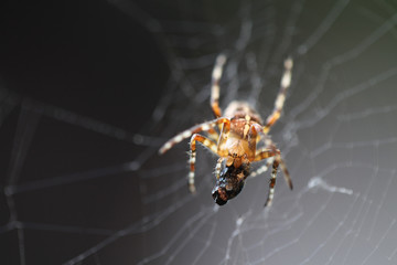 Diadem spider with prey